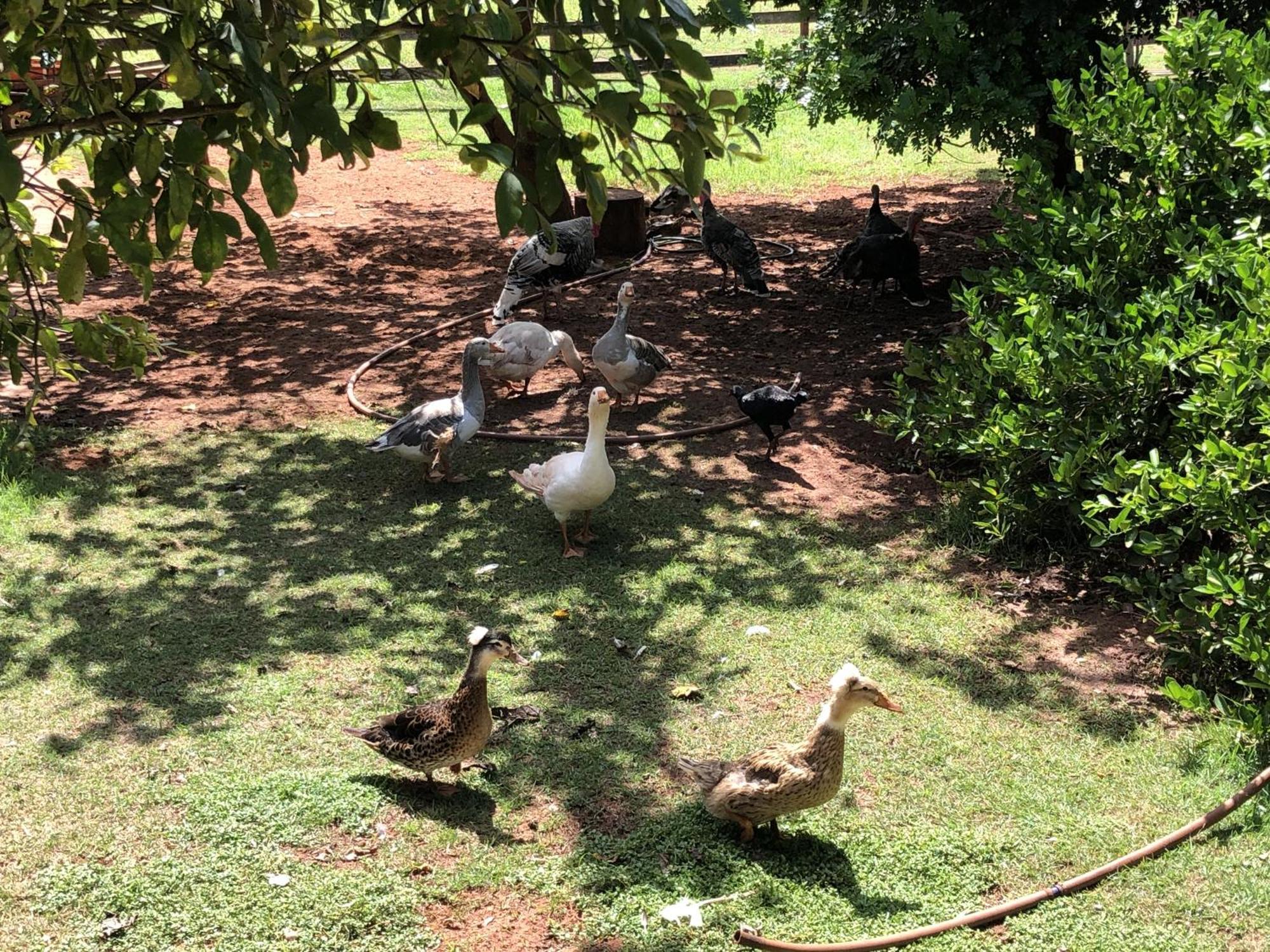 Hotel Fazenda Recanto Do Sossego Vila Glória Exteriér fotografie